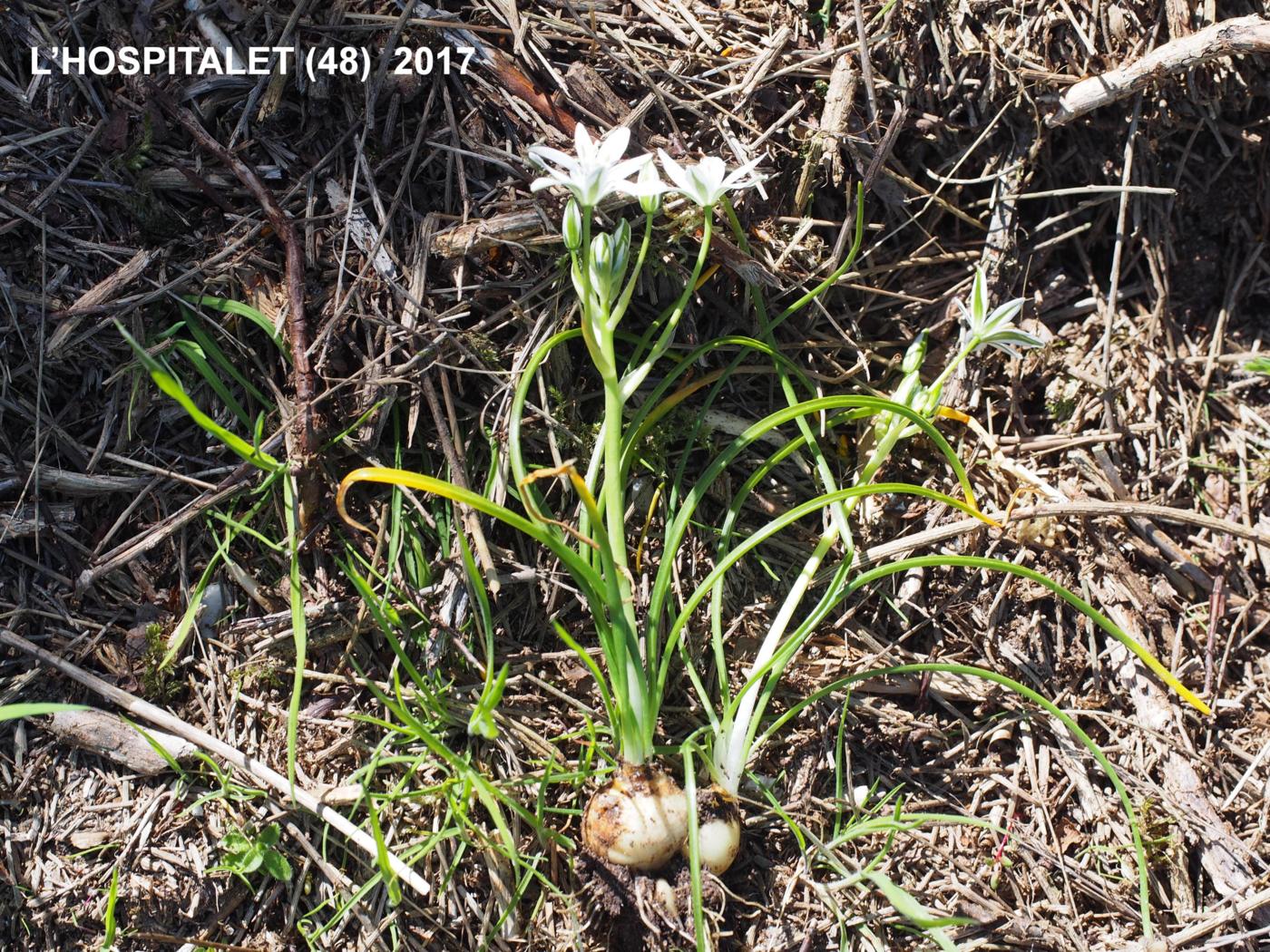 Star-of-Bethlehem, [Erect-leaved] plant